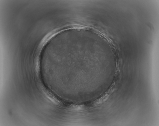 X0000111000247200906261505