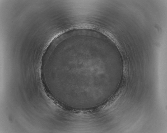 X0000111000434200906261502