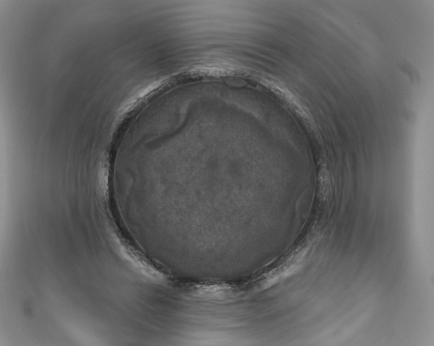 X0000111000446200906261502