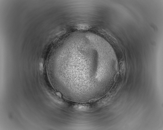 X0000111000655200906261500