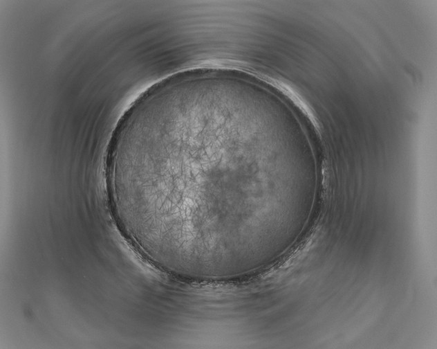 X0000111000972200906261455