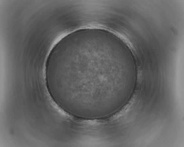 X0000111000990200906261455