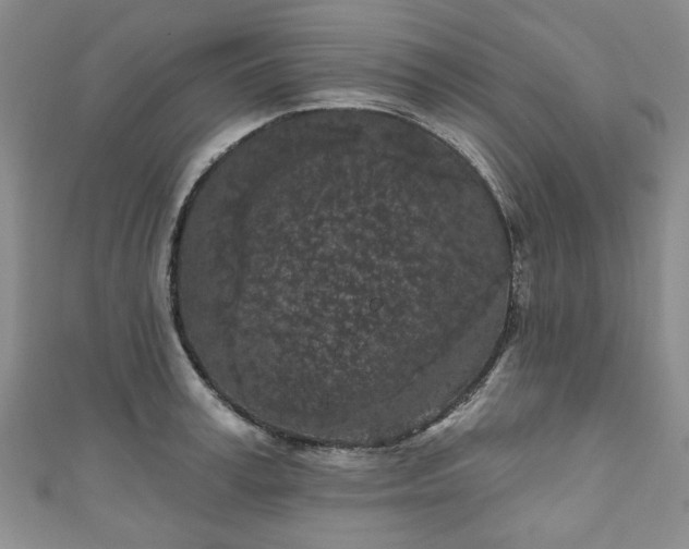 X0000111000995200906261455