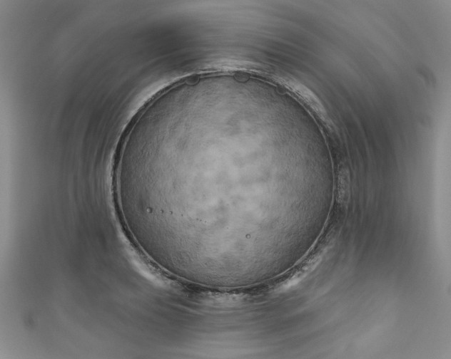 X0000111001039200906261454