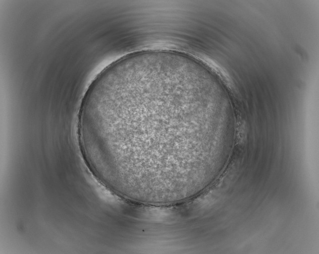 X0000111001086200906261454