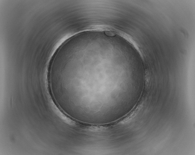 X0000111001091200906261454