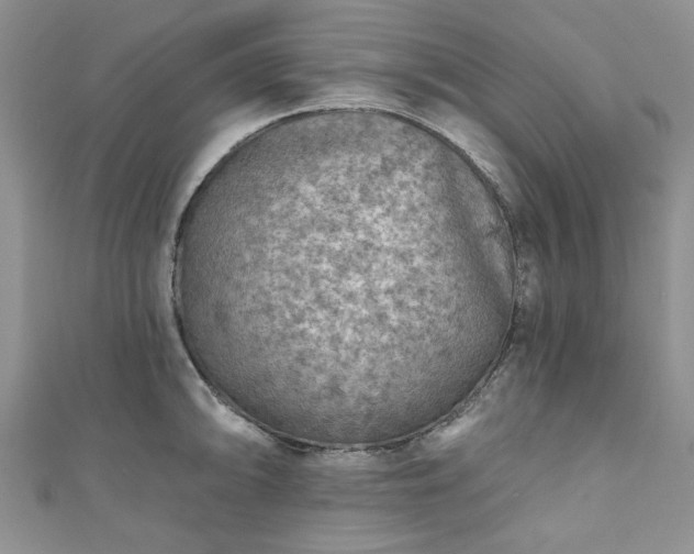 X0000111001094200906261454