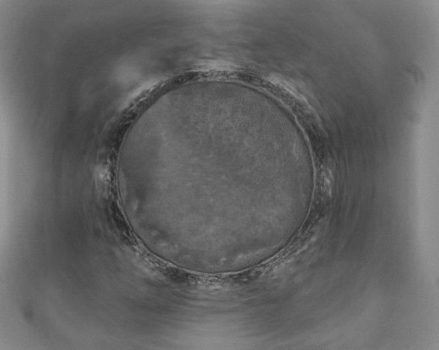 X0000111001254200906261451