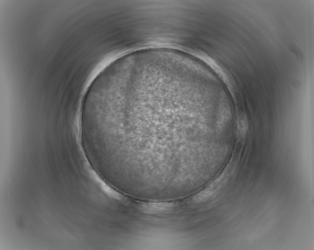 X0000111001294200906261451