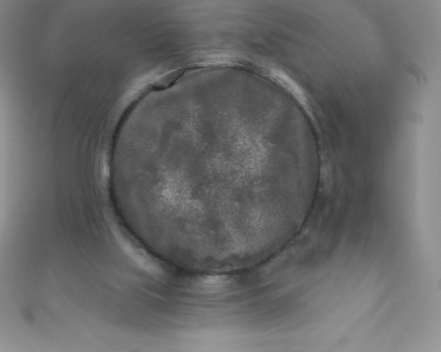 X0000111000059200907022146