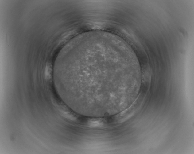 X0000111000175200907022144