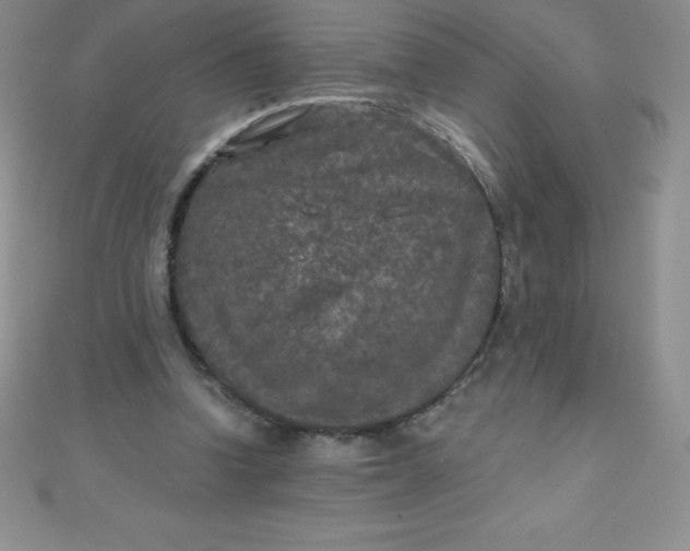 X0000111000346200907022142