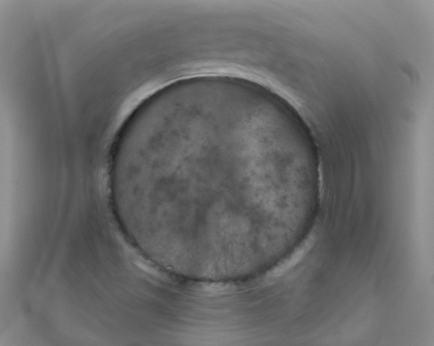 X0000111001501200907022126