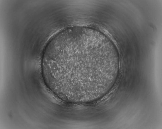 X0000111000249200907101458