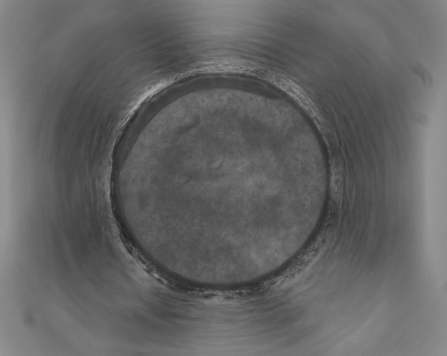 X0000111000434200907101455