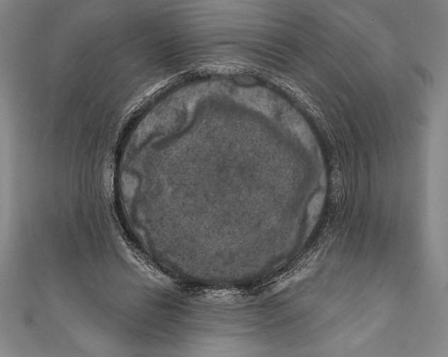 X0000111000446200907101455