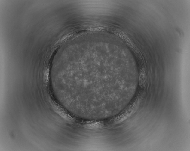 X0000111000454200907101456