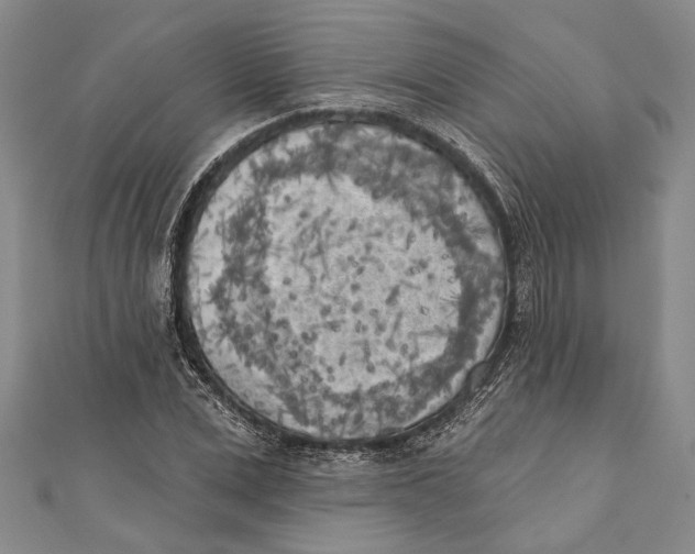 X0000111000975200907101448