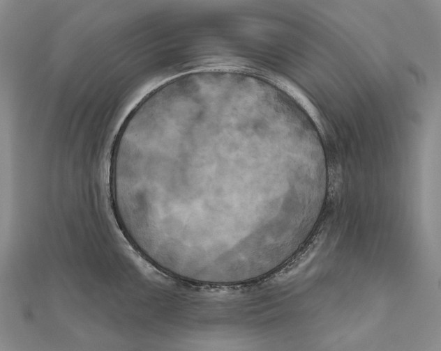 X0000111001099200907101446