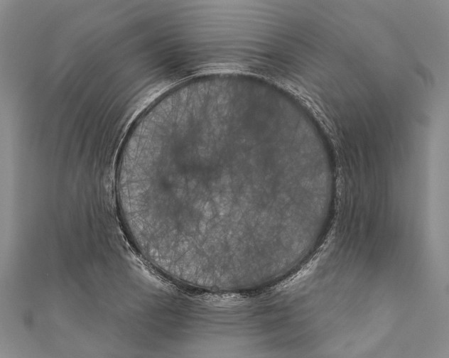 X0000111001129200907101446