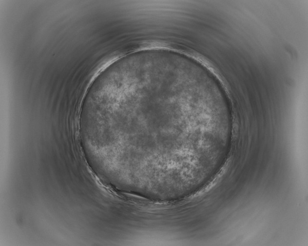 X0000111001145200907101446