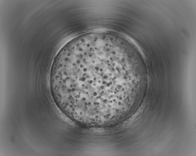 X0000111001194200907101445