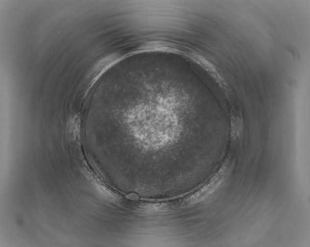 X0000111001369200907101443