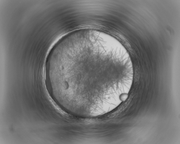 X0000111000796200907171812