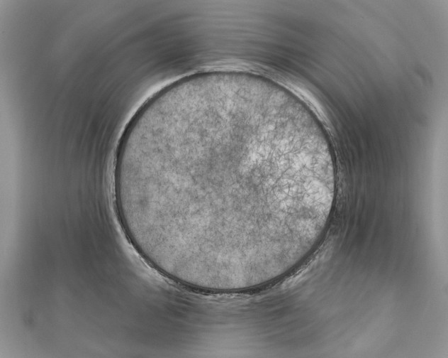 X0000111001000200907171809