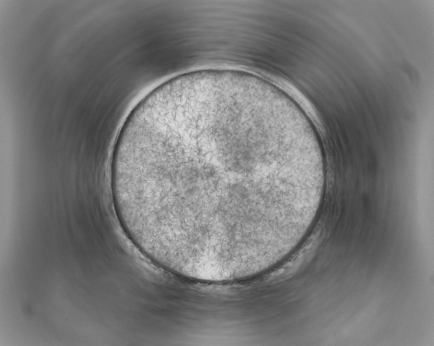 X0000111001004200907171809