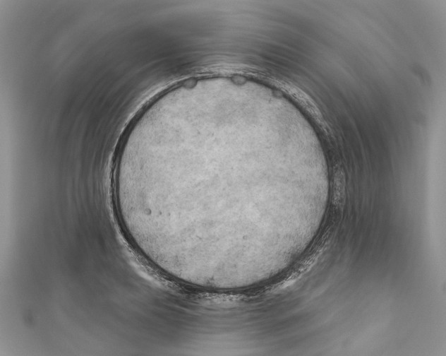 X0000111001039200907171809