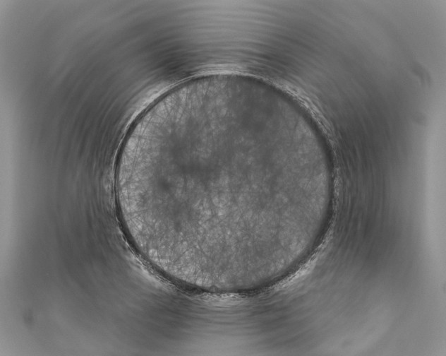 X0000111001129200907171807