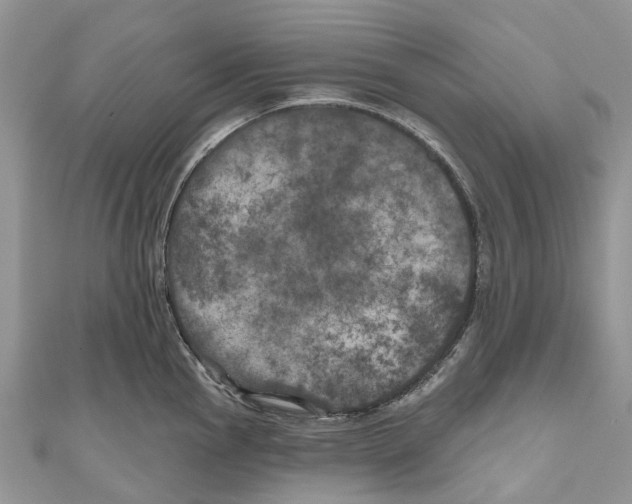 X0000111001145200907171808