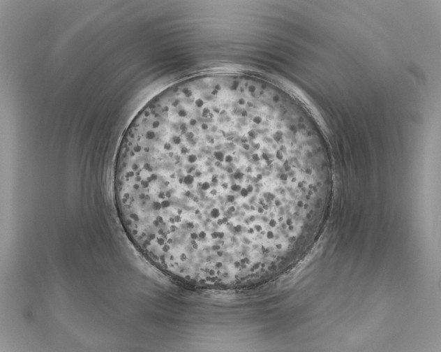 X0000111001194200907171806