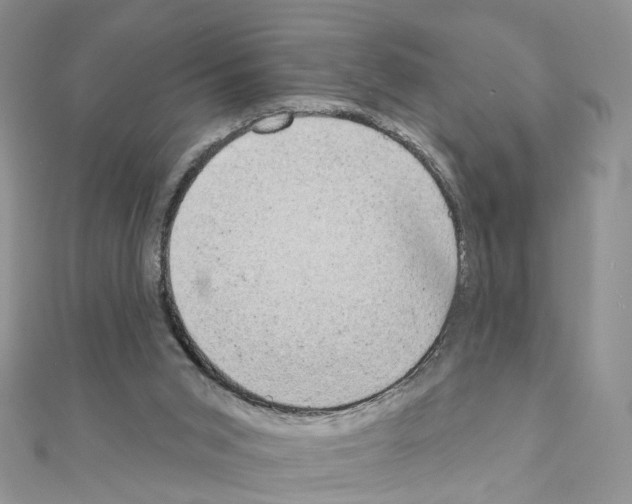 X0000111000015200907311040