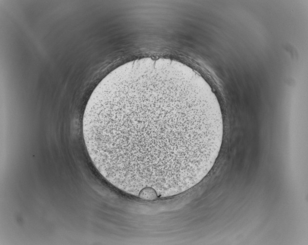 X0000111000017200907311040