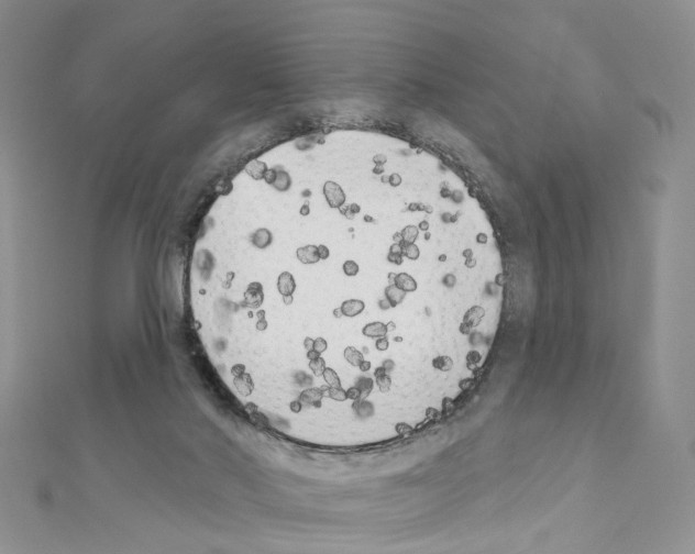 X0000111000022200907311040