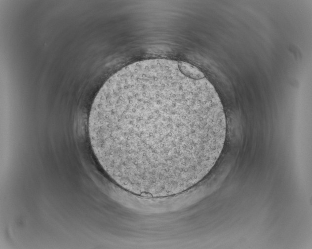 X0000111000038200907311040