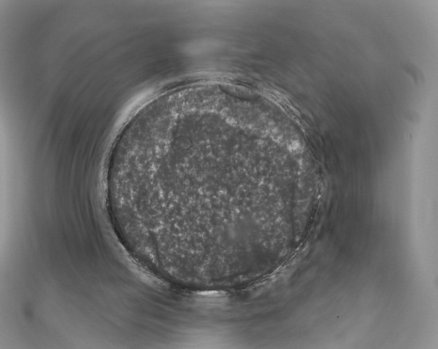 X0000111000053200907311039