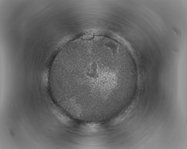 X0000111000065200907311039