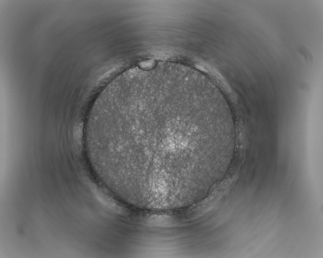 X0000111000066200907311039