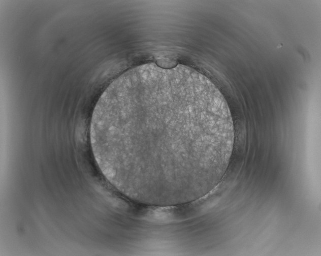 X0000111000078200907311040