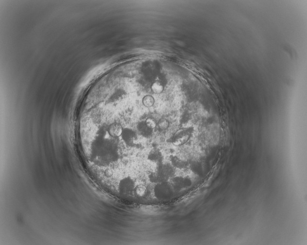 X0000111000149200907311038