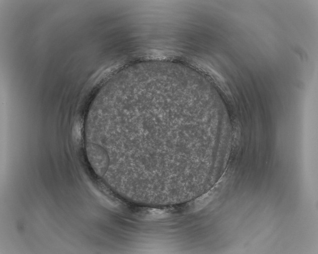 X0000111000166200907311038