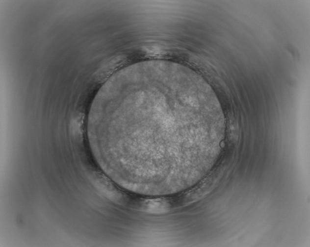 X0000111000275200907311037