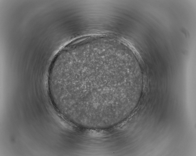 X0000111000346200907311036