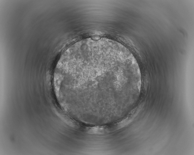 X0000111000366200907311036