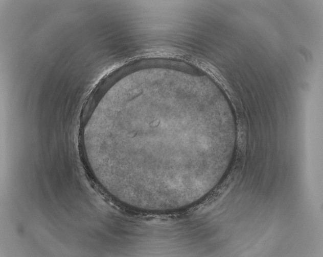 X0000111000434200907311034