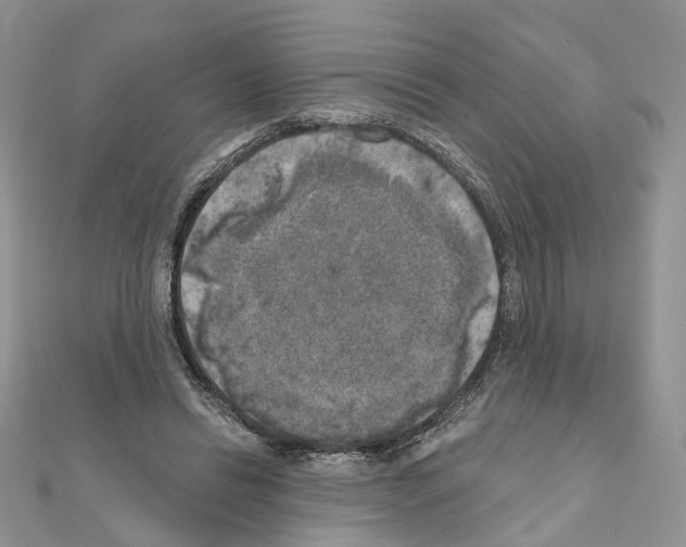 X0000111000446200907311034