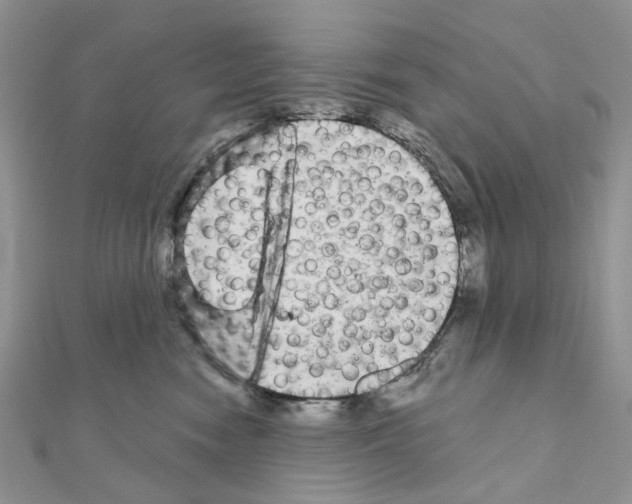 X0000111000474200907311035